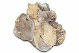 Fossil Mosasaur (Clidastes?) Vertebra - Kansas #382042-1
